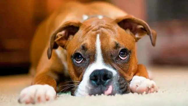 Conoce todo lo que debes saber sobre la forma correcta de regañar a tu perro