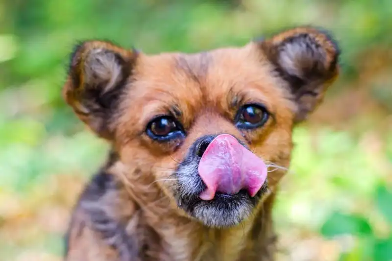 ¿Por qué tu perro come popó?