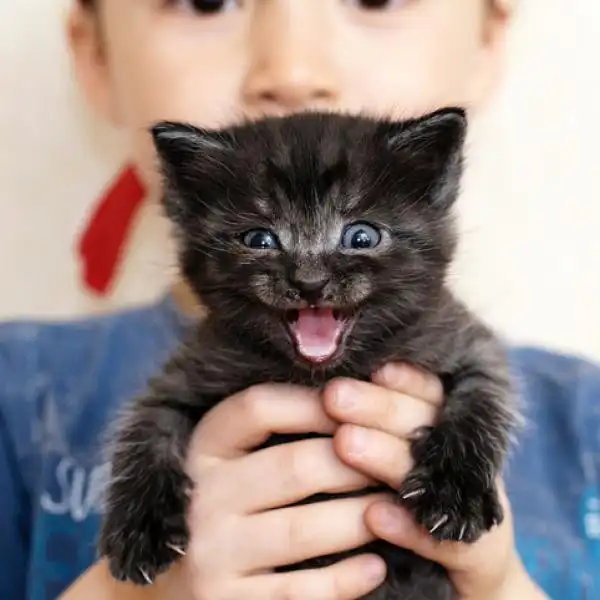 Los sonidos de tus gatos tienen significados