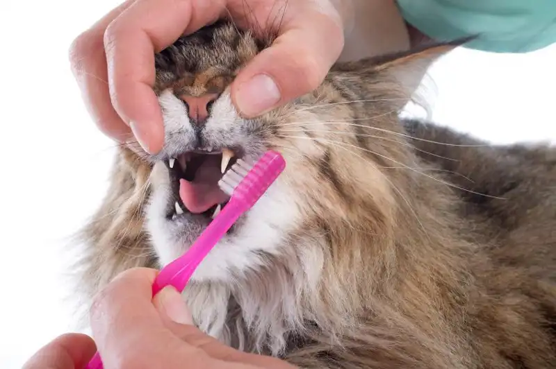 Lavar los dientes a los gatos ¿les ayuda?