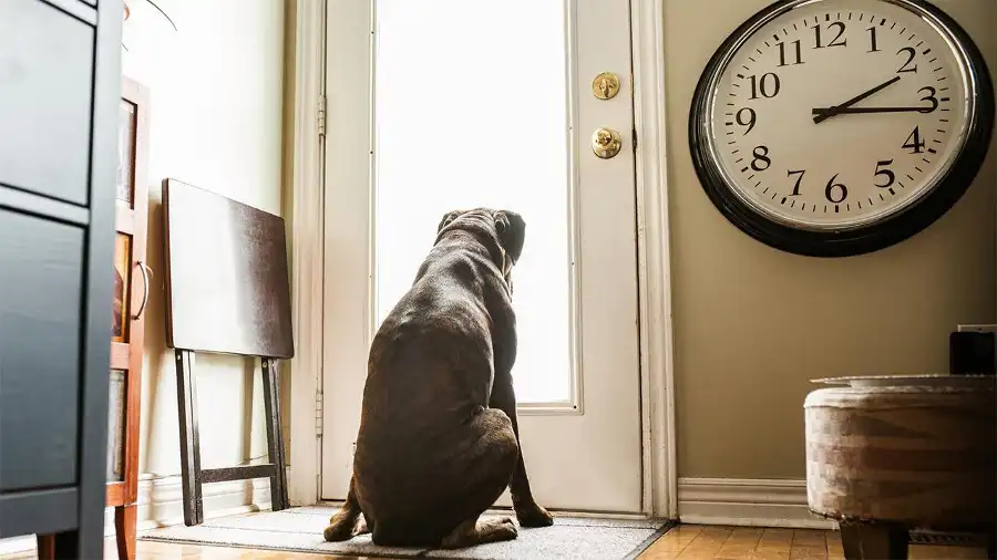Ansiedad por separación ¿cómo saber si mi perro la tiene?