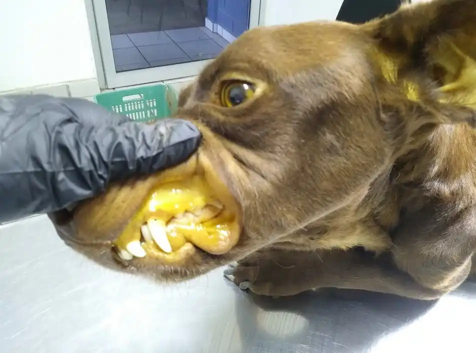 La Ictericia en Perros: Entendiendo una Condición Común