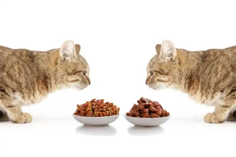 Alimento Húmedo vs. Alimento Seco para Gatos: ¿Cuál es la Mejor Opción?
