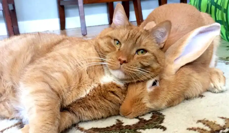 Armonía, un adjetivo que puede describir la relación entre un conejo y tu gato en casa
