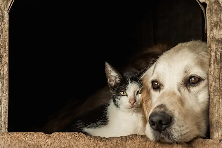 Adoptar o comprar una mascota, el dilema ético continúa