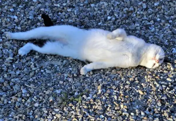 Creo que mi gato se intoxicó, qué debo de hacer