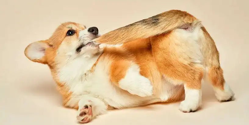 Morder su propia cola, hablemos de este curioso comportamiento canino