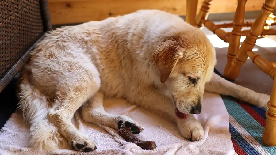 Razones por las que tu perro se lame excesivamente