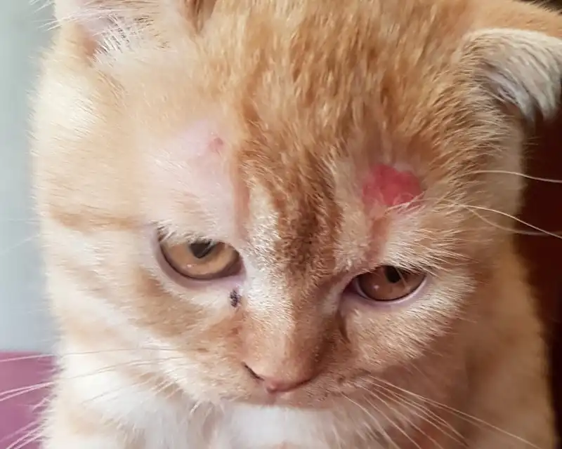 Tiña en gatos, todo lo que debes saber como dueño responsable