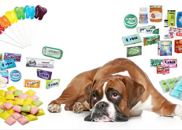 Si tu perro comió chicle, esto es lo que debes hacer