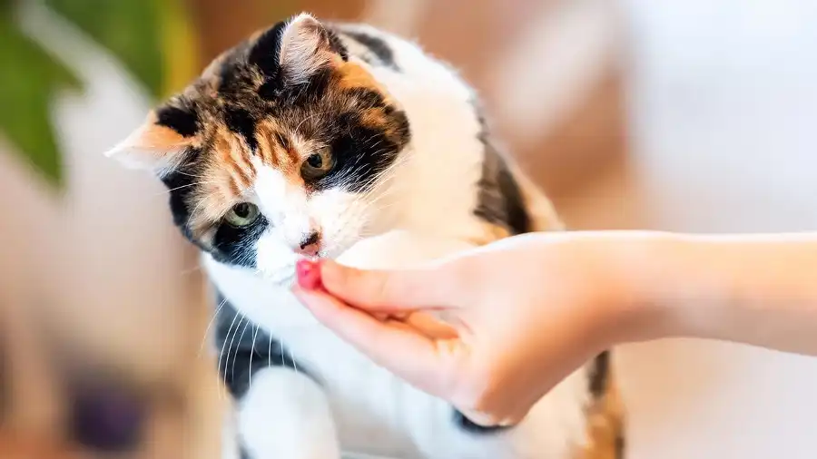 Conoce la mejor estrategia para regañar a tu gato