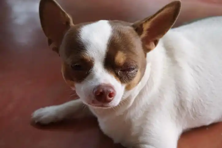 Conoce más sobre la conjuntivitis canina