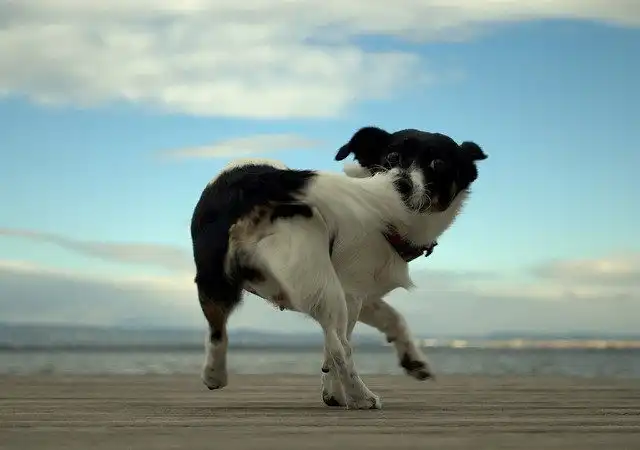 Si tu perro se muerde la cola, aquí te decimos por qué