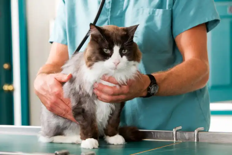Cinco consejos Esenciales para cuidar a tu gato de edad avanzada