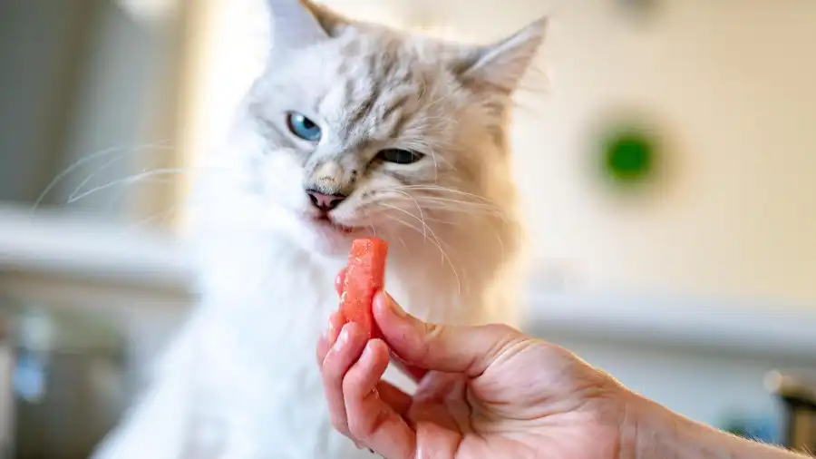 Frutas y gatos; qué tipo, con qué frecuencia y cómo dárselas. Aquí, algunos consejos