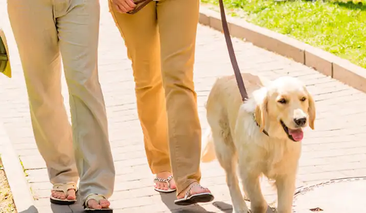 Disfruta al máximo el paseo diario con tu perro con estos consejos