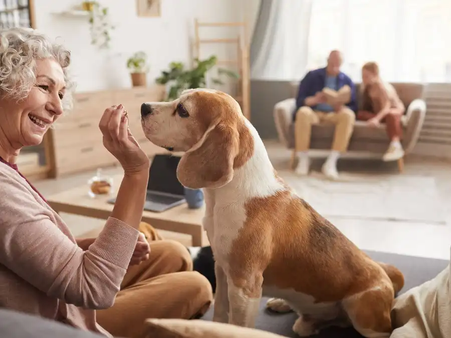 La ciencia revela la sorprendente capacidad de memoria de los perros