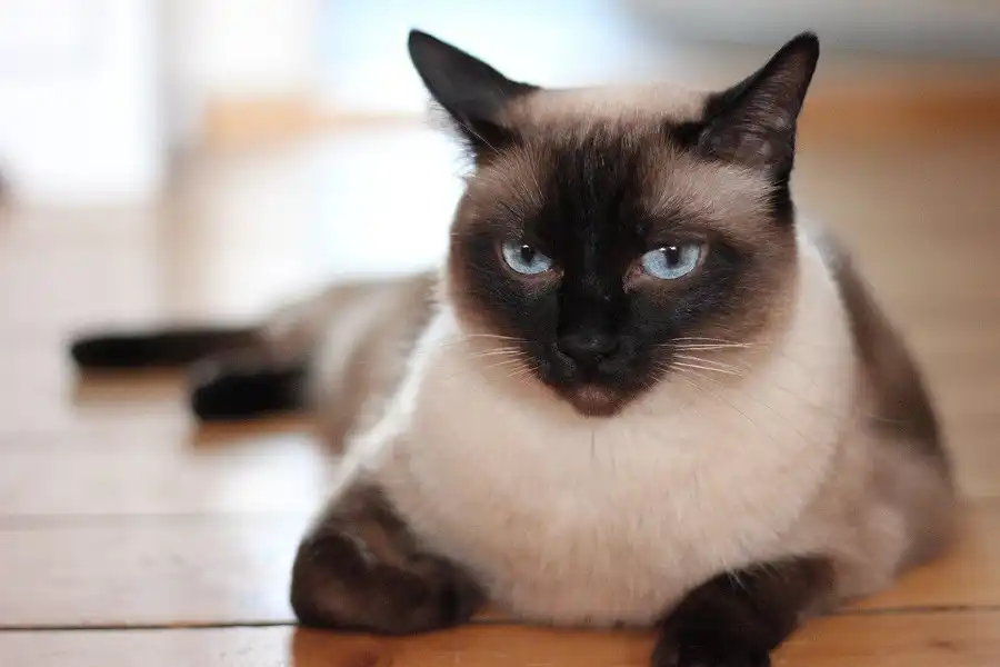 El fascinante cambio de color en los gatos siameses