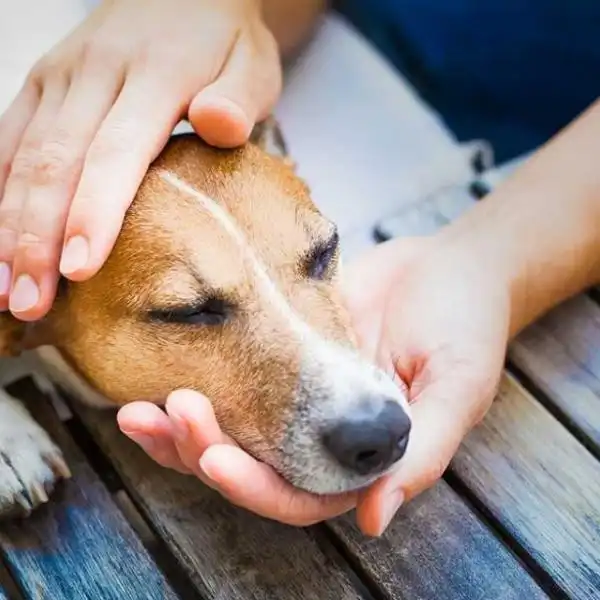 Descubre cómo identificar el dolor de cabeza canino y qué hacer al respecto