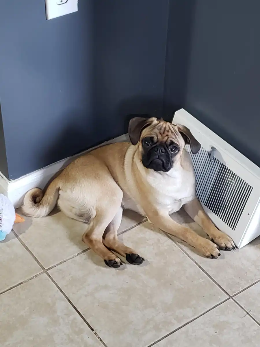 Hablemos sobre los efectos de la calefacción en tu perro