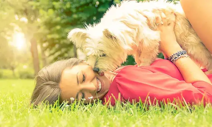 Consejos prácticos para lograr que tu perro esté más tranquilo