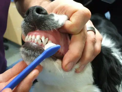 Pasos sencillos para cepillar los dientes de tu perro