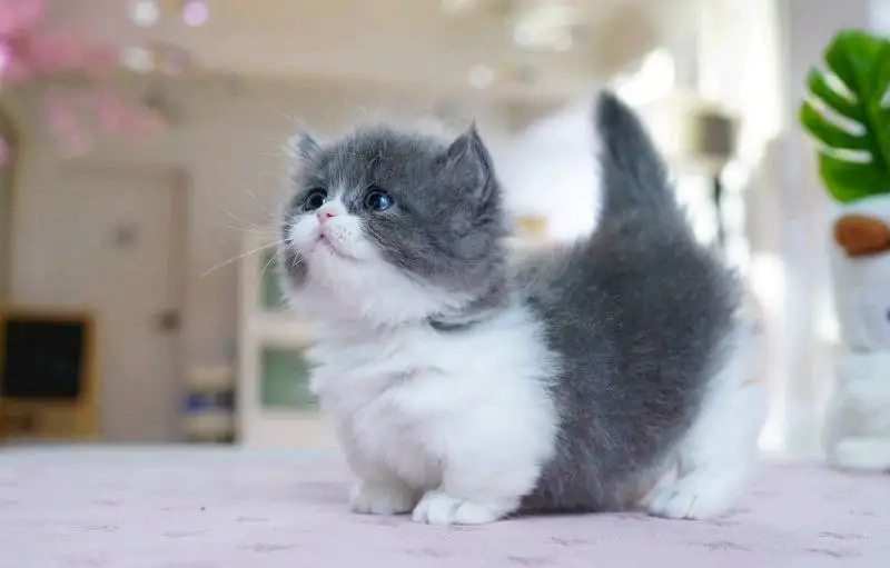 Descubre a los gatos Munchkin, felinos de encanto y personalidad únicos