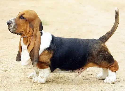 Razas de perros con el mejor olfato, aquí te decimos algunas