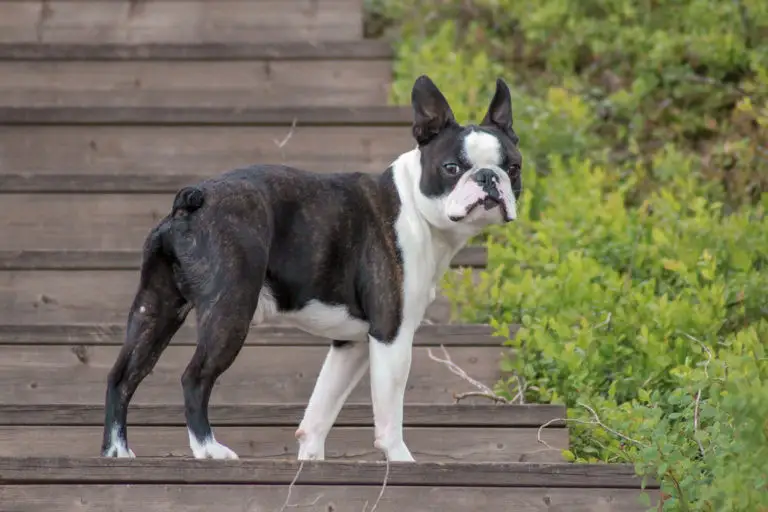 Conoce las características y cuidados esenciales del encantador Boston Terrier