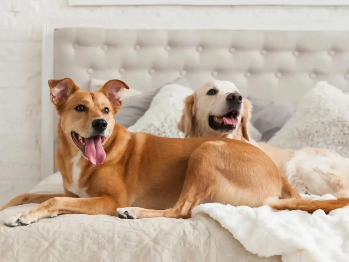 El perro, un animal propenso a las travesuras matutinas