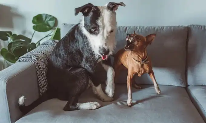 Cómo gestionar las peleas entre perros en casa: consejos prácticos