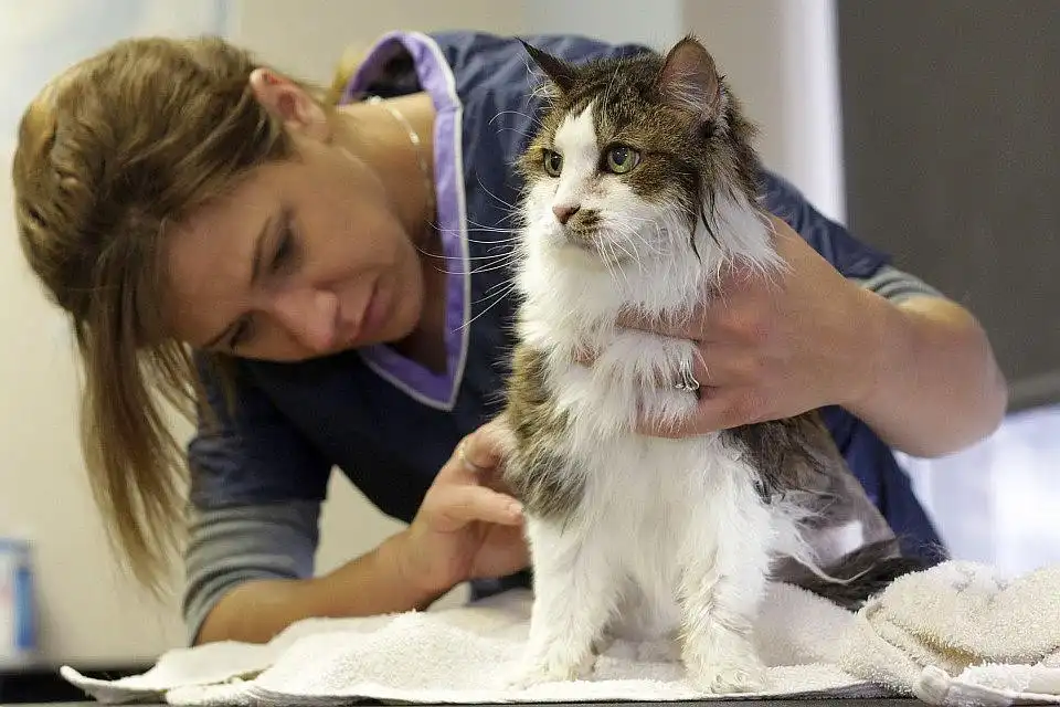 Guía para el cuidado óptimo de gatos de pelo largo