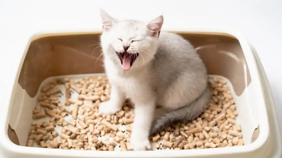 Estreñimiento felino, un padecimiento que debes conocer si tienes un gato en casa