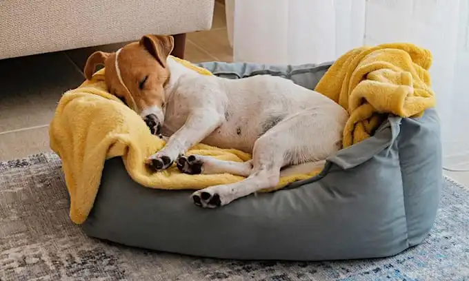 Conoce los factores que influyen en las horas de descanso de tu perro