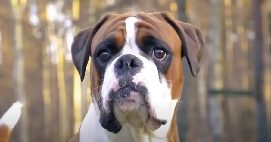 Guía de cuidados para garantizar un perro bóxer feliz y saludable