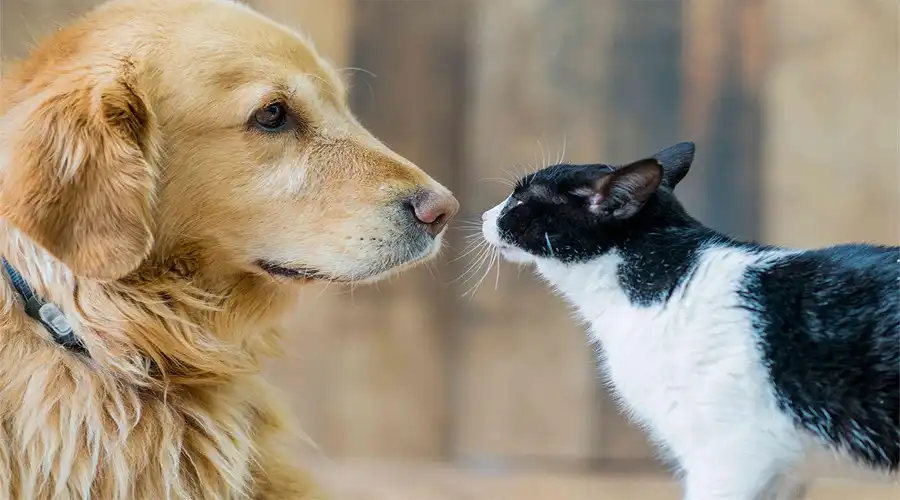 Armoniza la convivencia de tus mascotas con estas estrategias para manejar conflictos