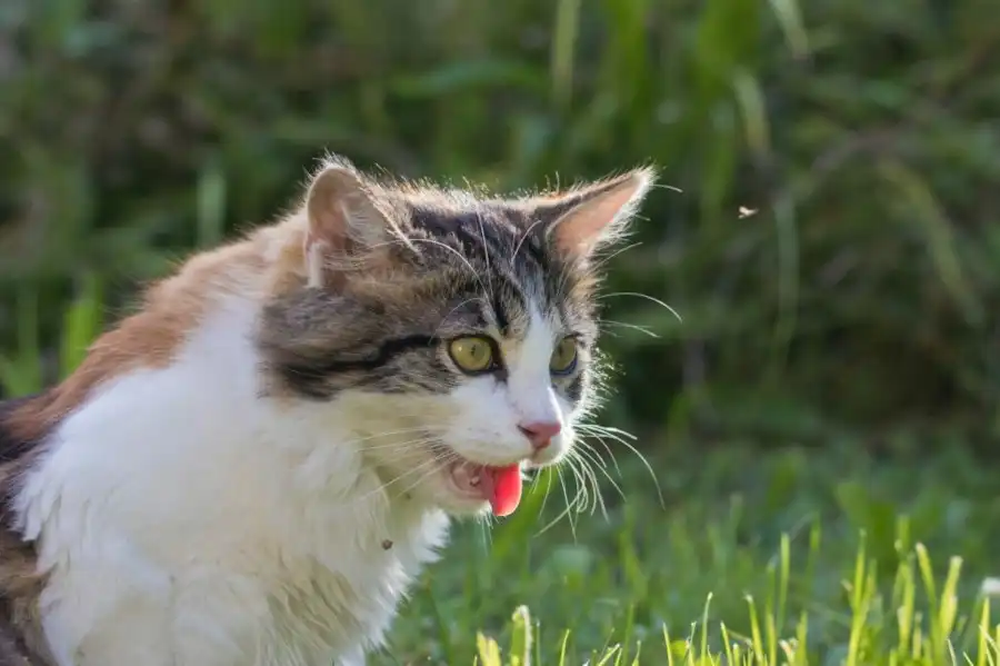 ¿Cómo identificar si tu gato sufre calor? Conoce las señales de alerta