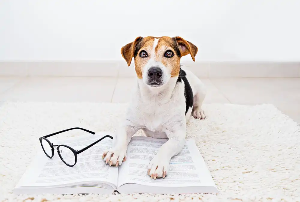 Conoce más sobre el fascinante mundo de la inteligencia canina