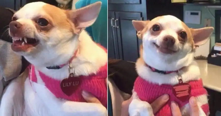 Uno de los enigmas caninos: ¿por qué tu perro ladra a algunas personas y a otras no?