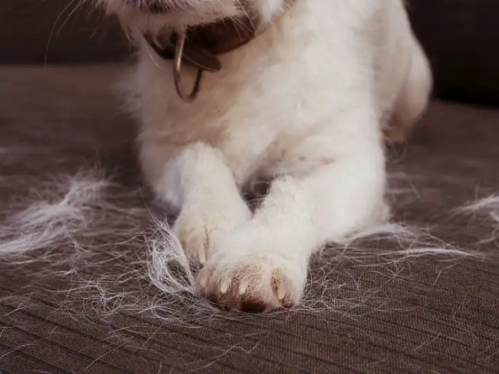 Dile adiós a los pelos de perro en el sillón con estos trucos