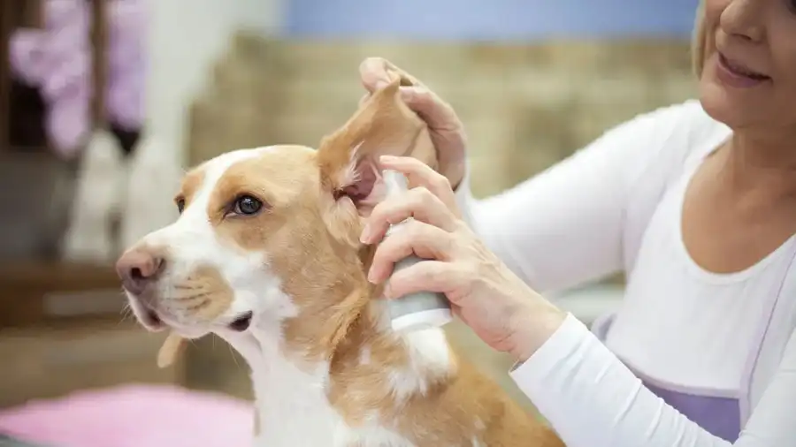 Asegura el cuidado óptimo de las orejas de tu perro con estos consejos esenciales