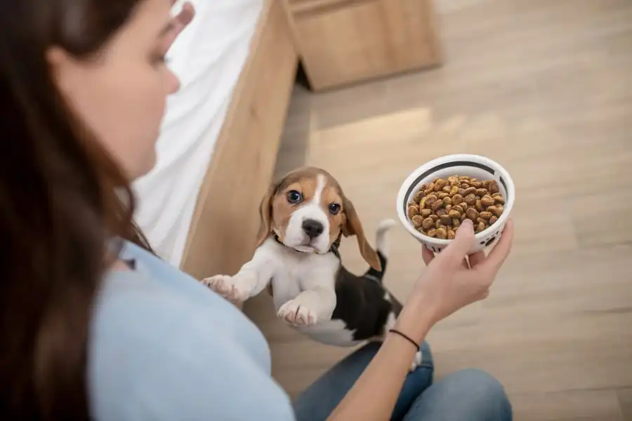 Nutrición canina: Ajustando las porciones para asegurar una buena alimentación
