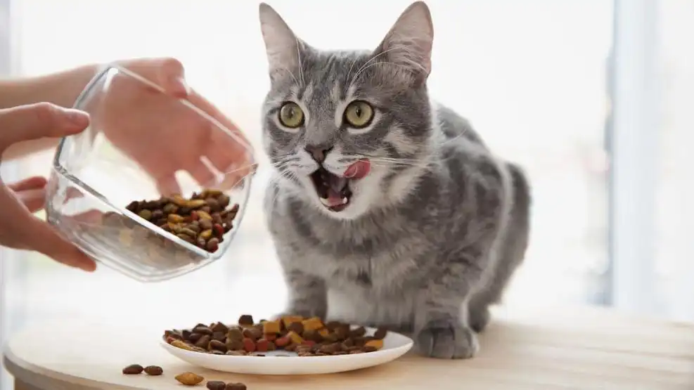 El fascinante misterio de por qué los gatos abren la boca al olfatear