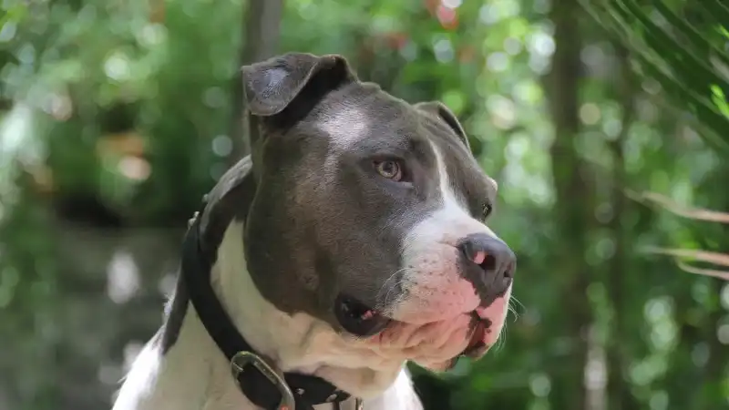 Guía esencial para el cuidado óptimo de tu pitbull