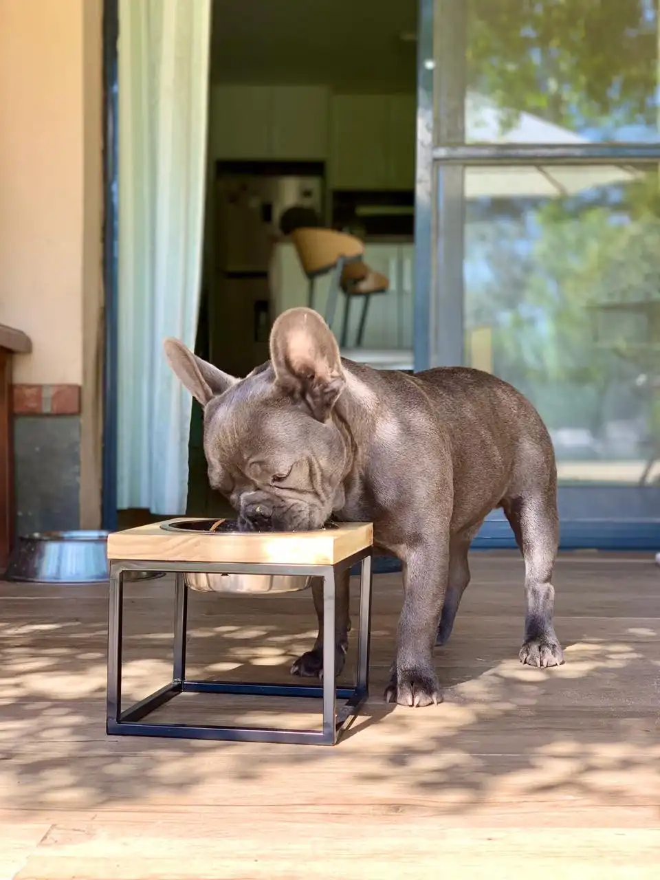 La altura del comedero, un detalle esencial para el bienestar de tu perro