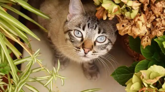 Olvídate de tener estas plantas en casa, si tienes gatos