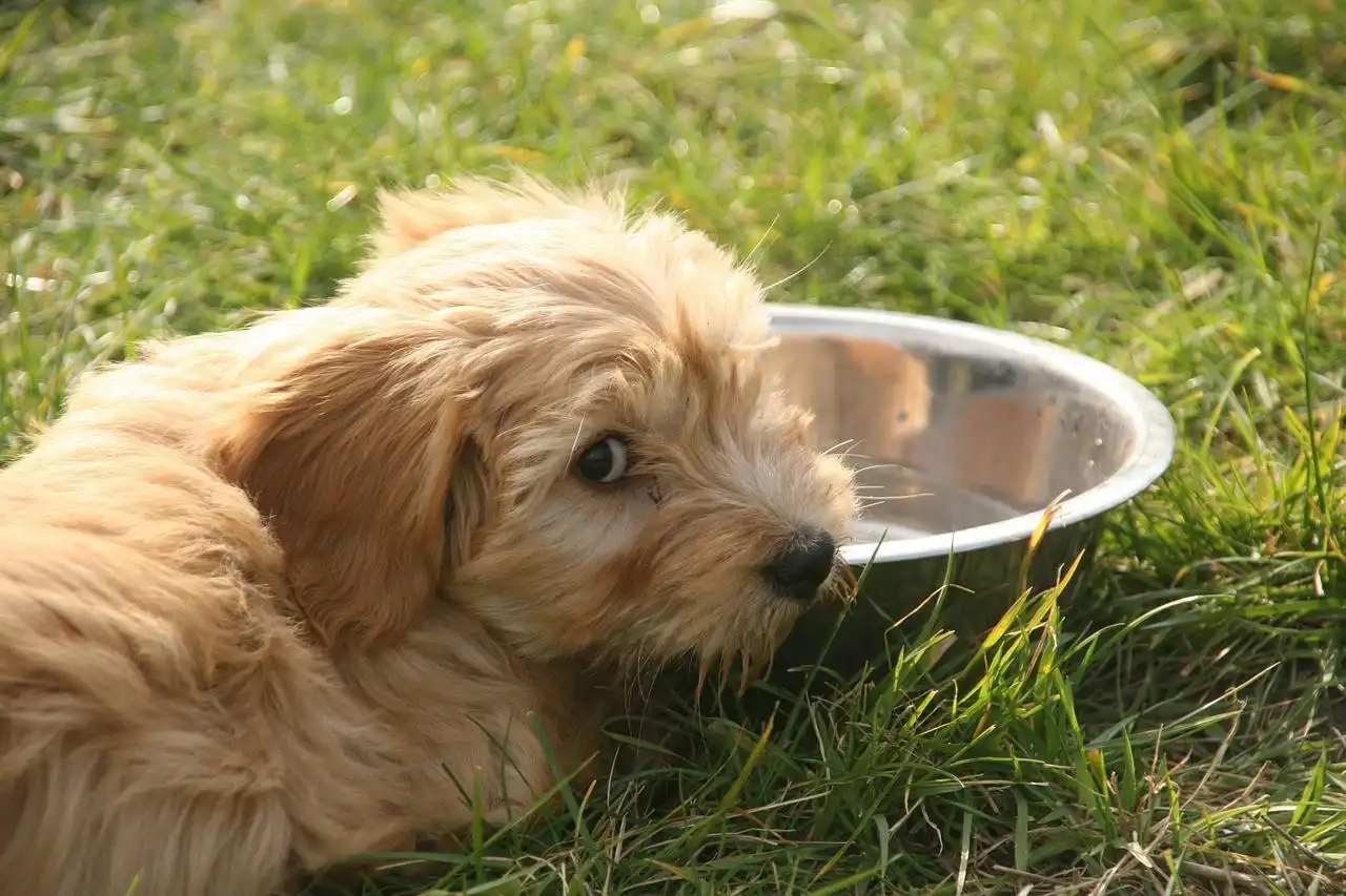 Cuando el perro no quiere hidratarse, ¿qué hago?