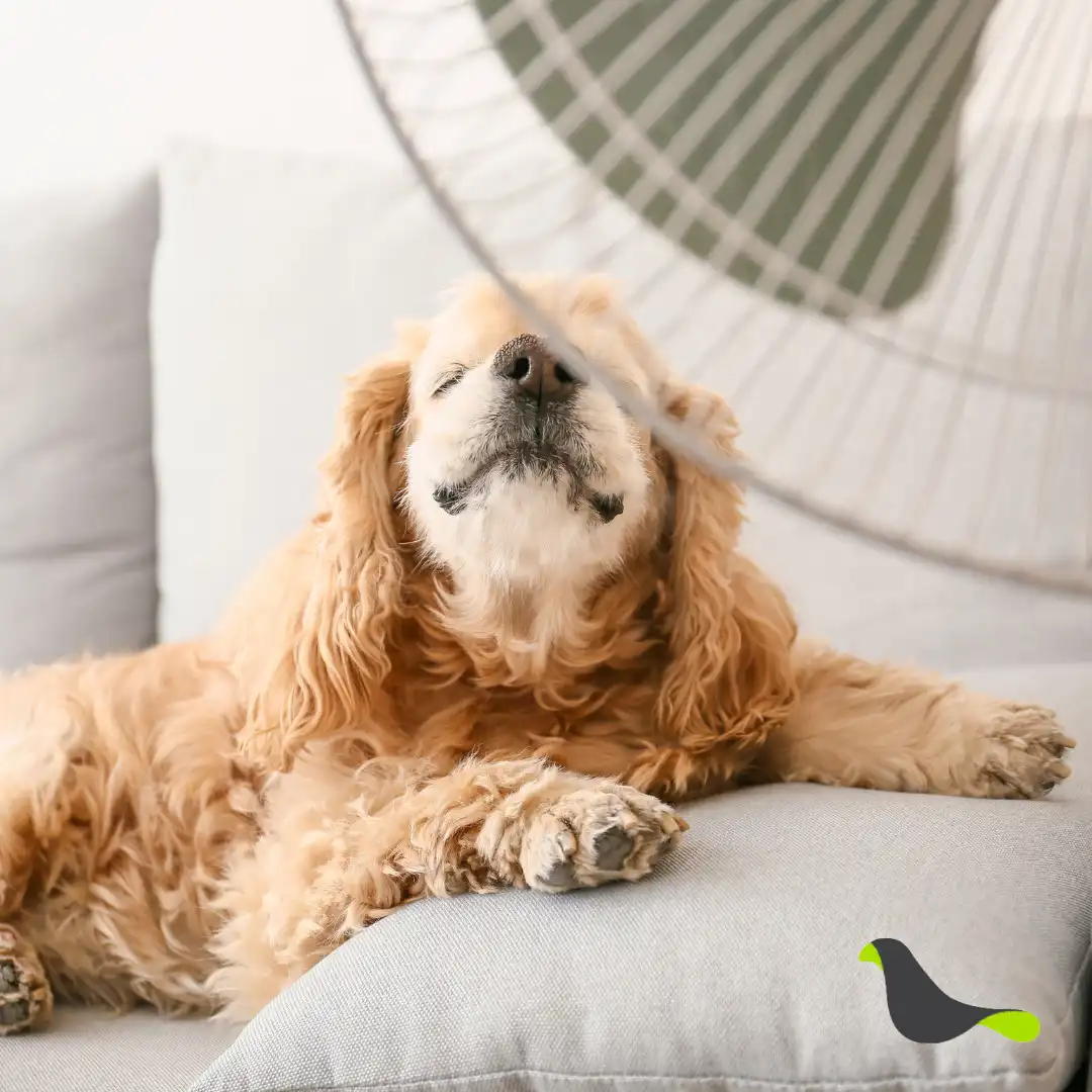 ¿Sabías que el aire acondicionado también tiene efectos en tu perro?