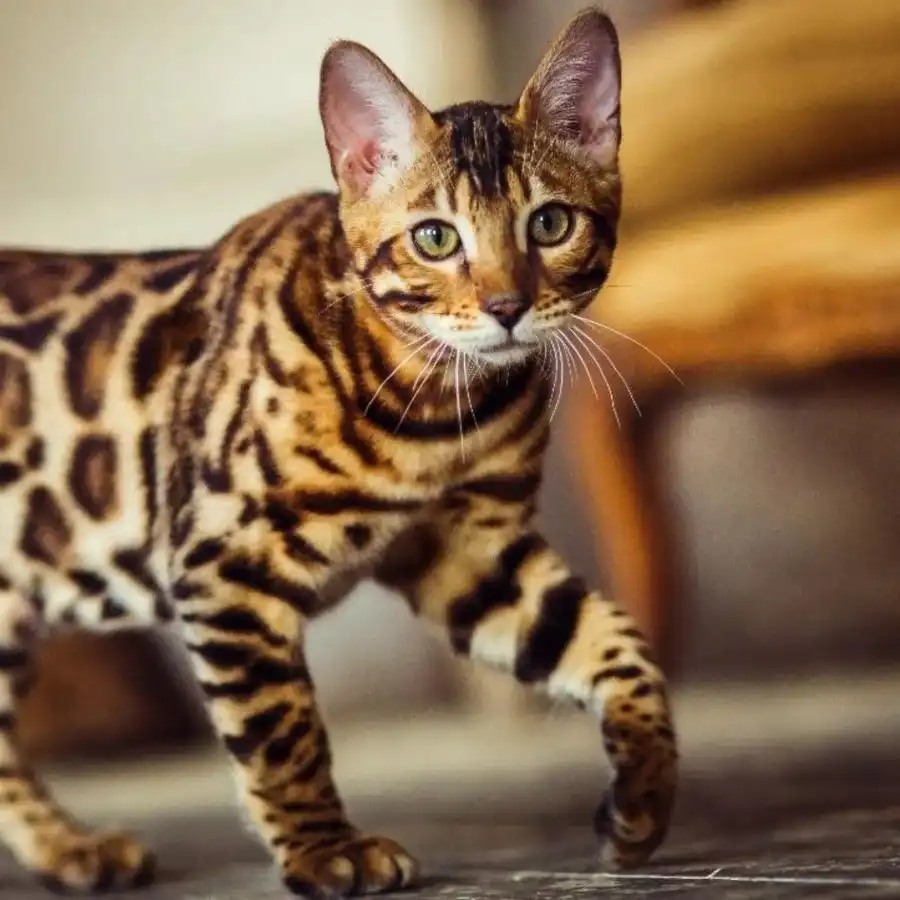 Gato bengalí, el felino doméstico elegante