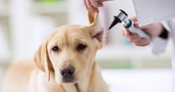 Desentrañando las razones de la pérdida del equilibrio canino